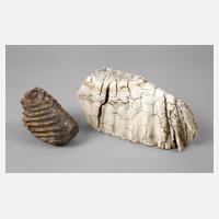 Zwei fossile Mammutzähne111